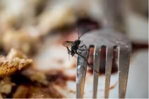 close up image of fly that landed on fork sitting on plate of food